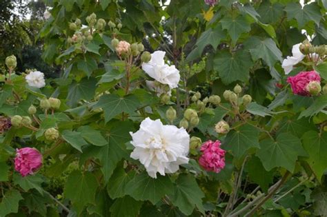 樹芙蓉|芙蓉（锦葵科木槿属植物）